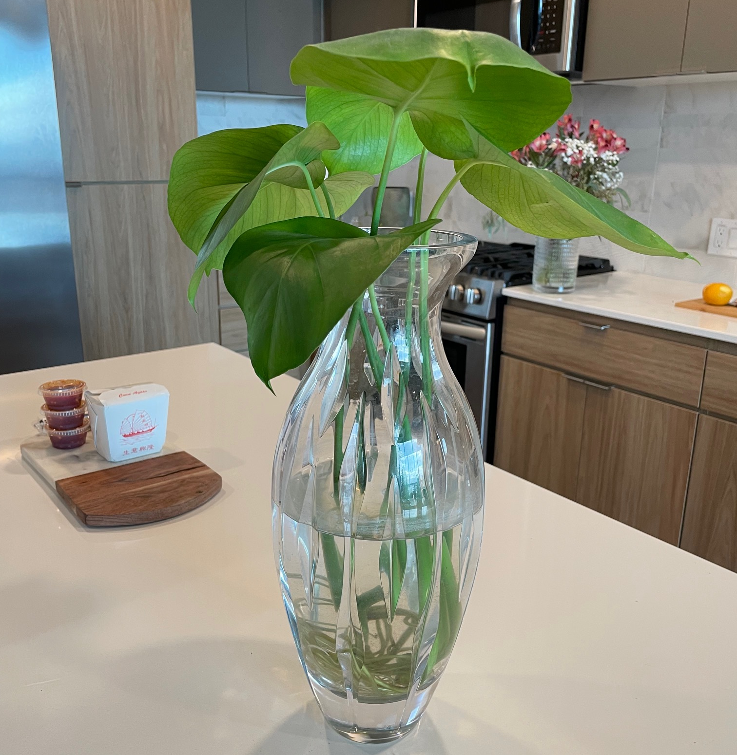 Monstera plant in a modern living space